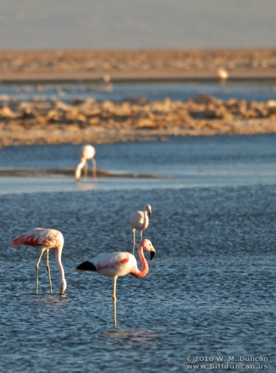 Chilean flamingo (left - pink/white tail) and Andean flamingo (right.)