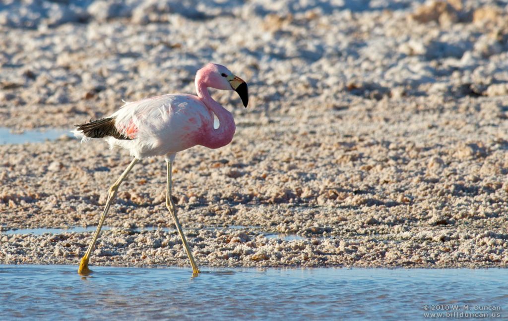 Andean flamingo
