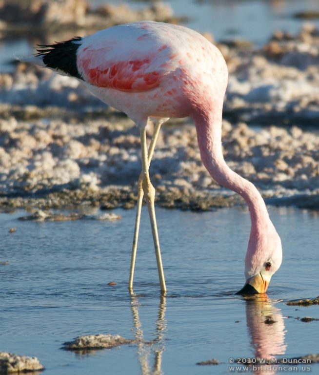 Andean flamingo