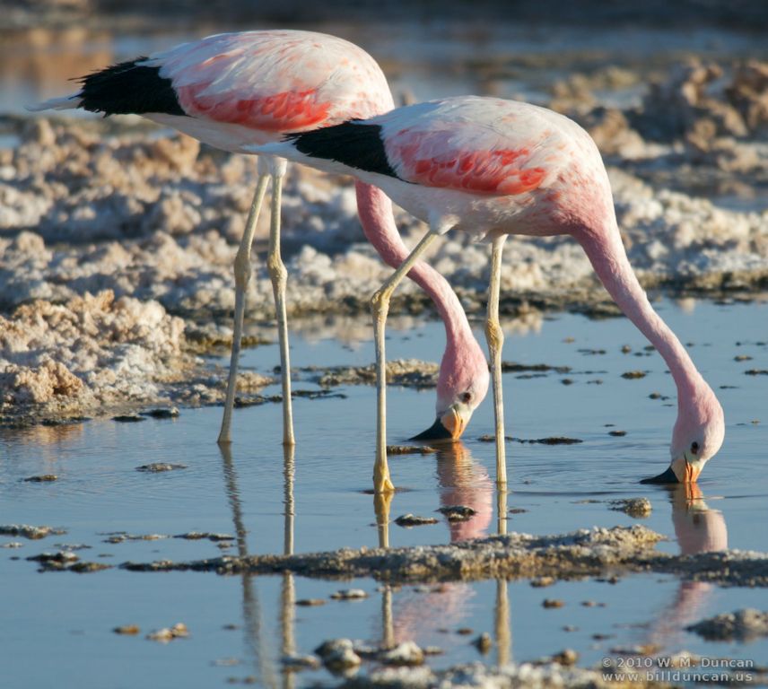 Andean flamingos