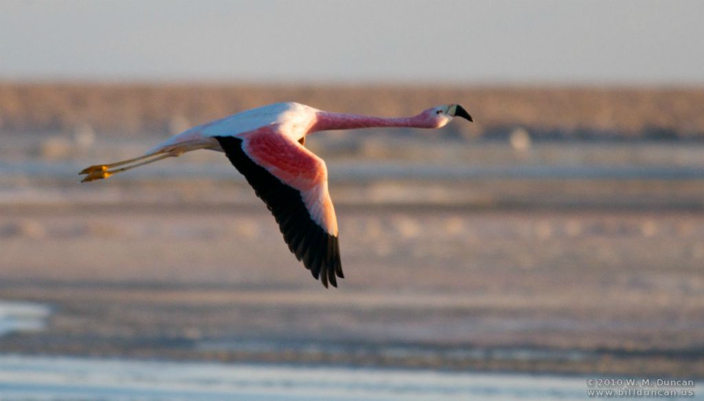 Andean flamingo on wing