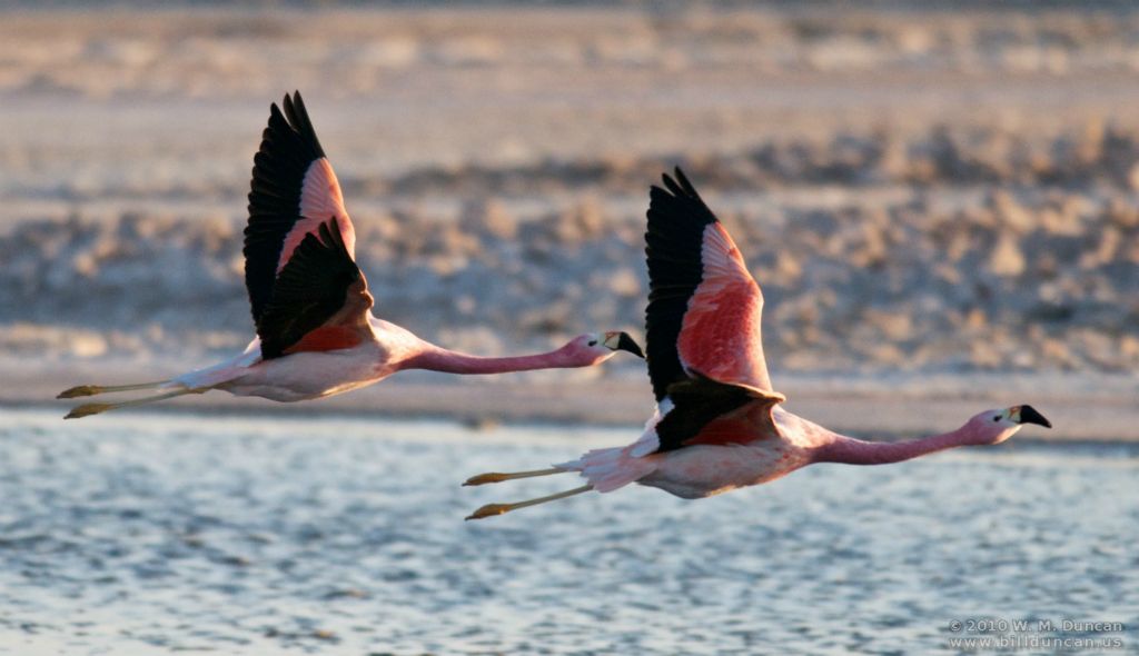 Andean flamingos on wing