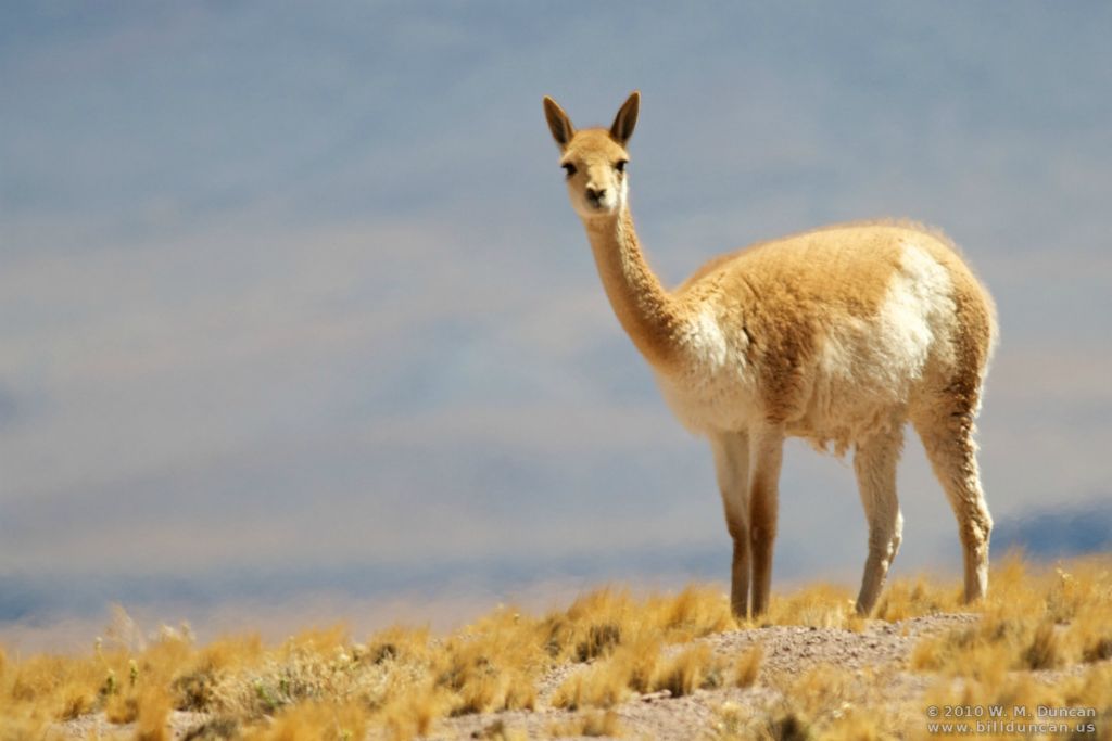 Vicuna