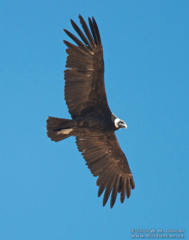 Condor