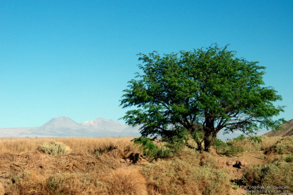 Tree evidences presence of water.