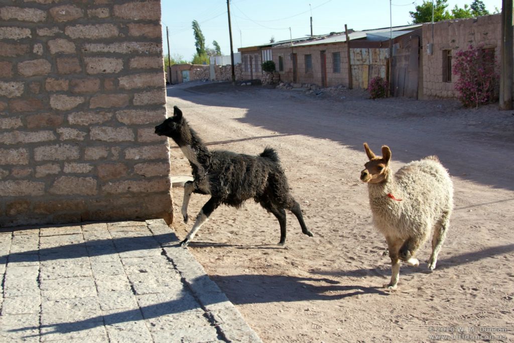 Llamas loose in the village
