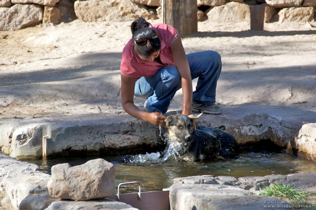 Pet bath