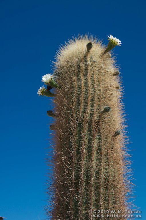 Saguaro thriving in town hall planter.