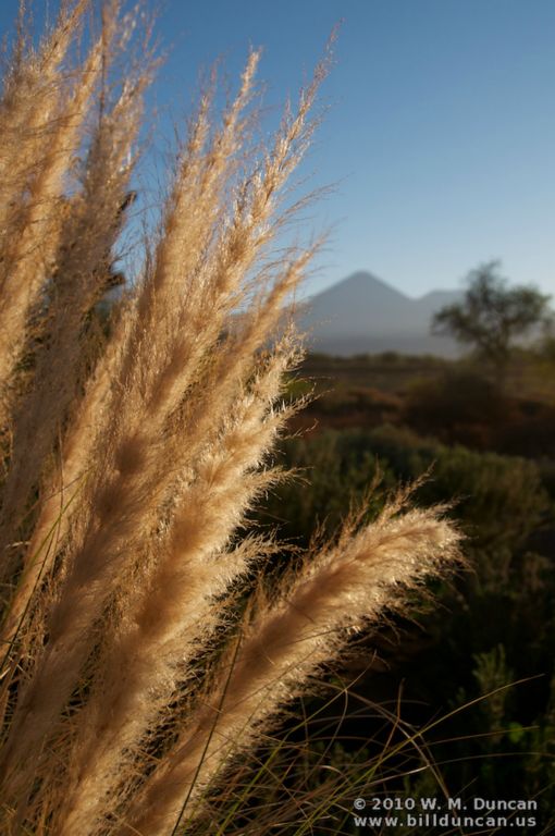 Oasis Grain