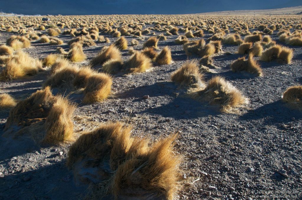 Paja brava grass.