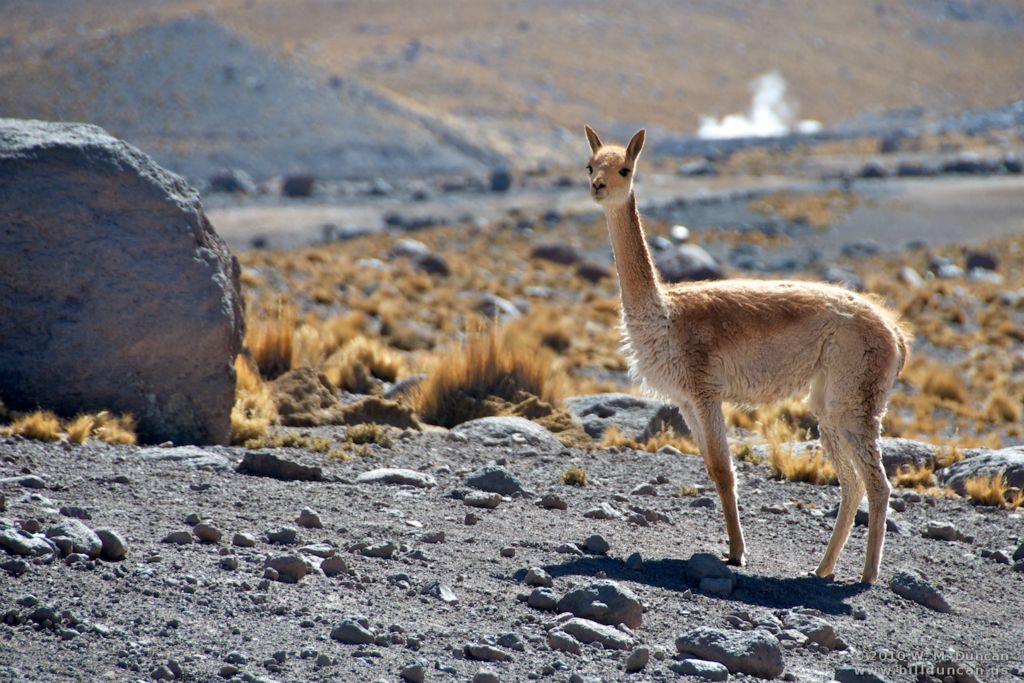 Vicuna near El Tatio Geysers