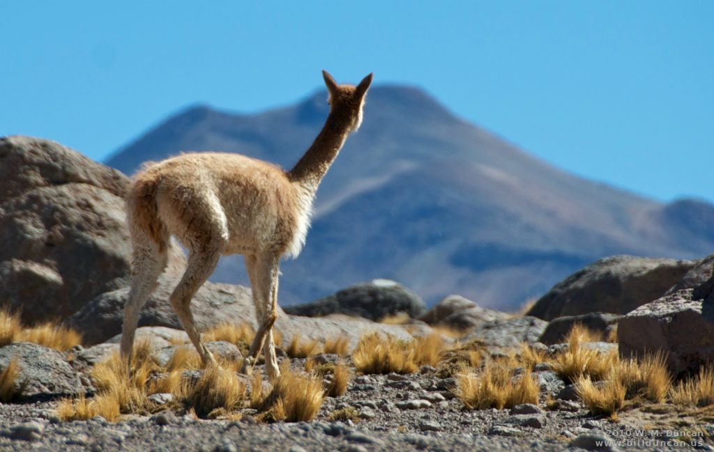 Vicuna gazes toward Bolivian border.