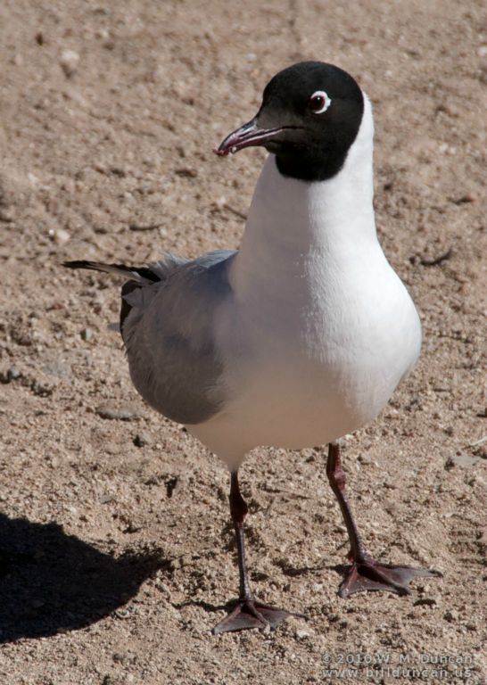 Andean gull