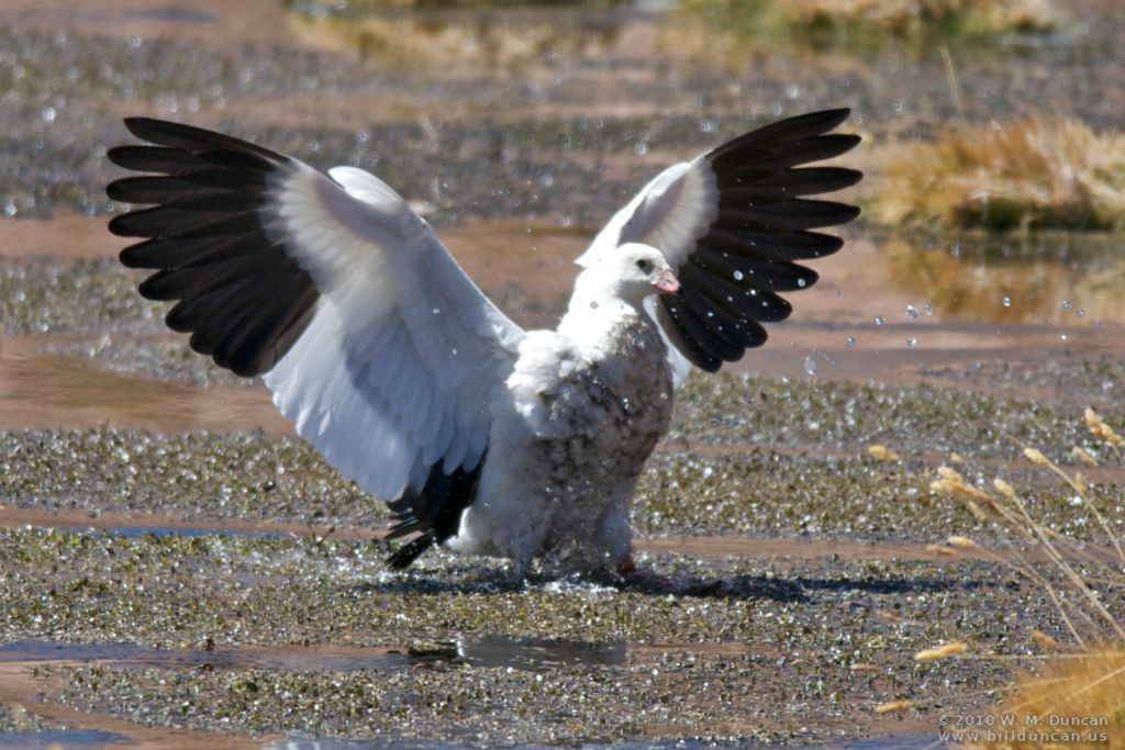 Andean goose