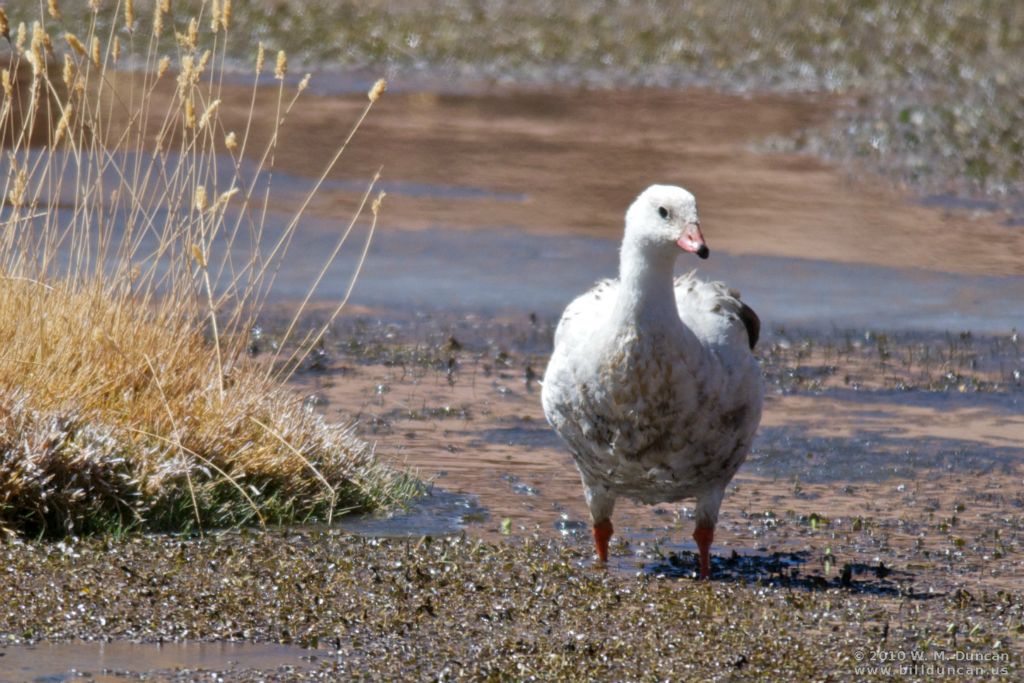 Andean goose