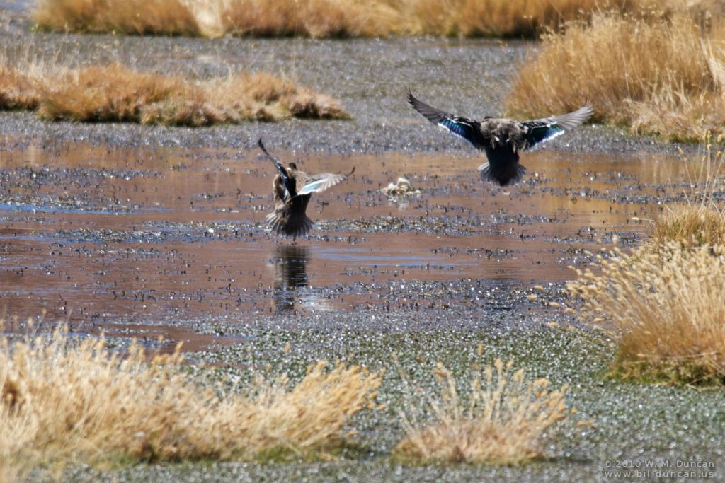 Teals arriving.