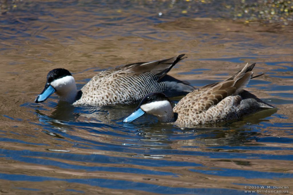 Pair of teals.