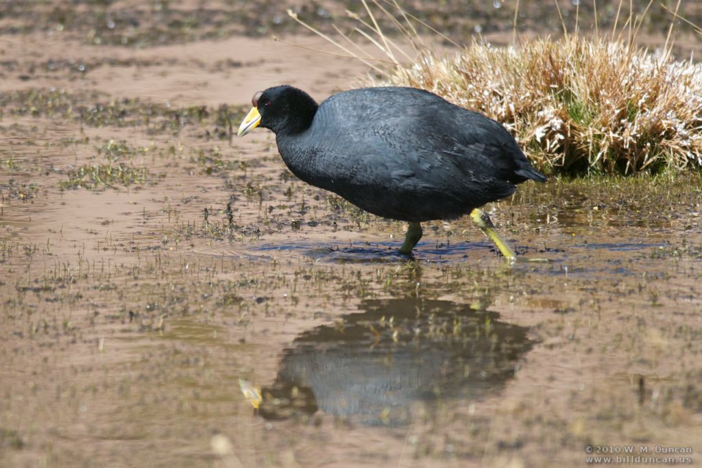 Andean coot.