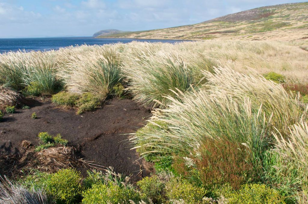 Tussock grass along leeward shore of New Island