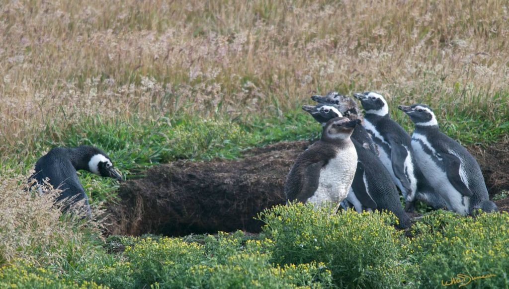 Magellanic penguins dwell in burrows on New Island