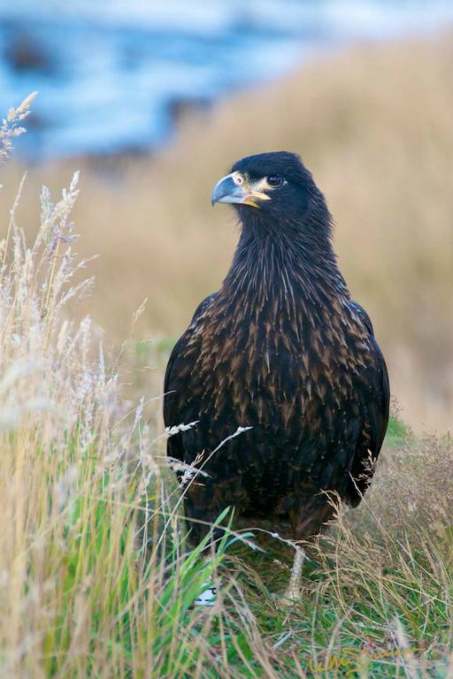 Striated caracara (Johnny Rock) on Carcass Island