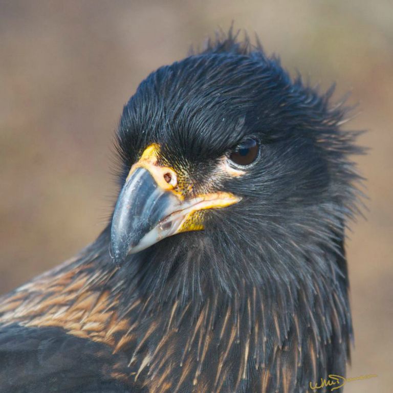 Striated caracara (Johnny Rock) on New Island
