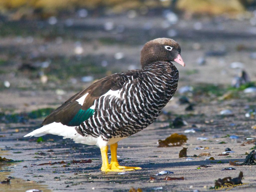 Female kelp goose on New Island