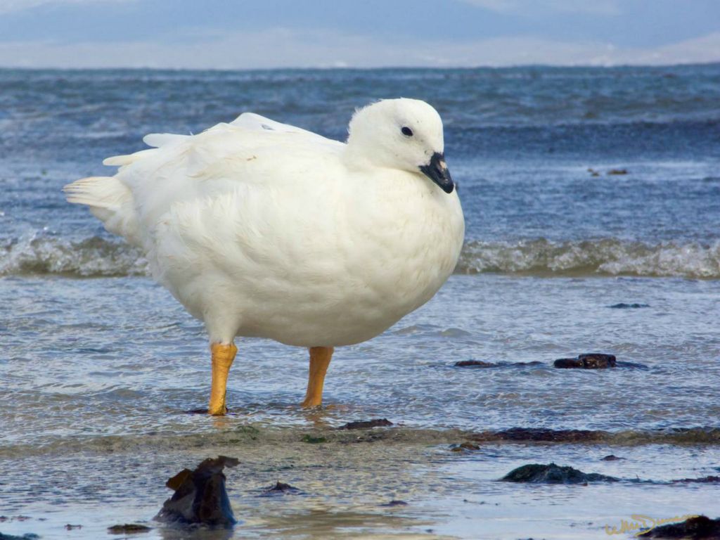 Male kelp goose on Carcass Island