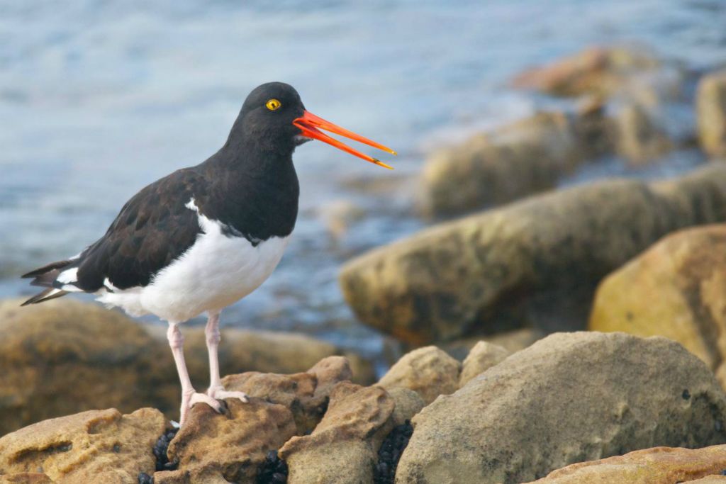 Pied oystercatcher on New Island