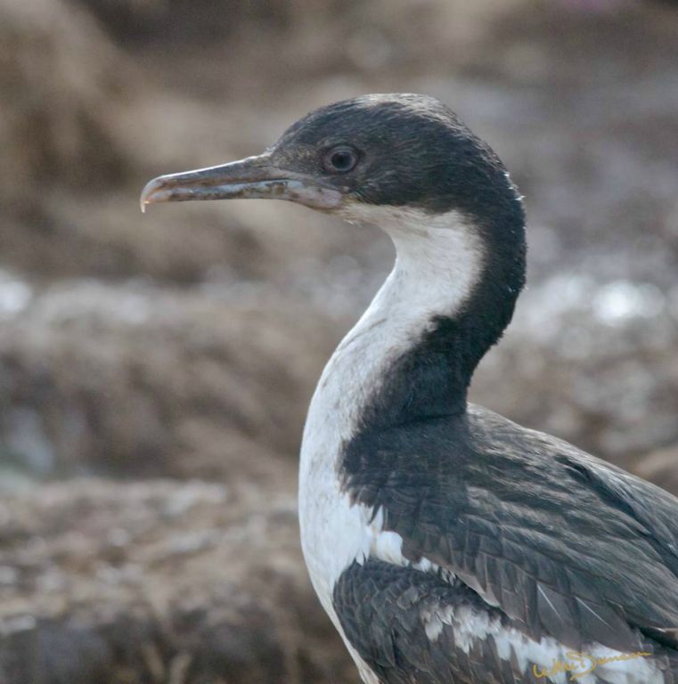 Neotropic cormorant on Westpoint Island