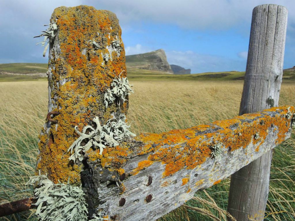 Windblown fields on New Island