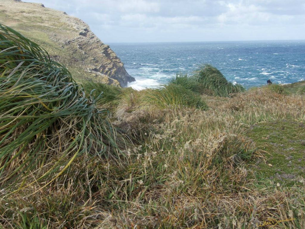 Windward side of Westpoint above rockhopper and albatross rookery.