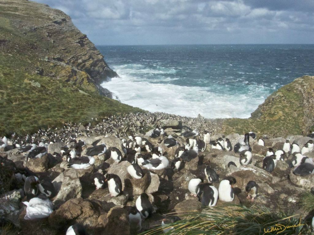 Rock hopper and albatross rookery on windward side of Westpoint Island
