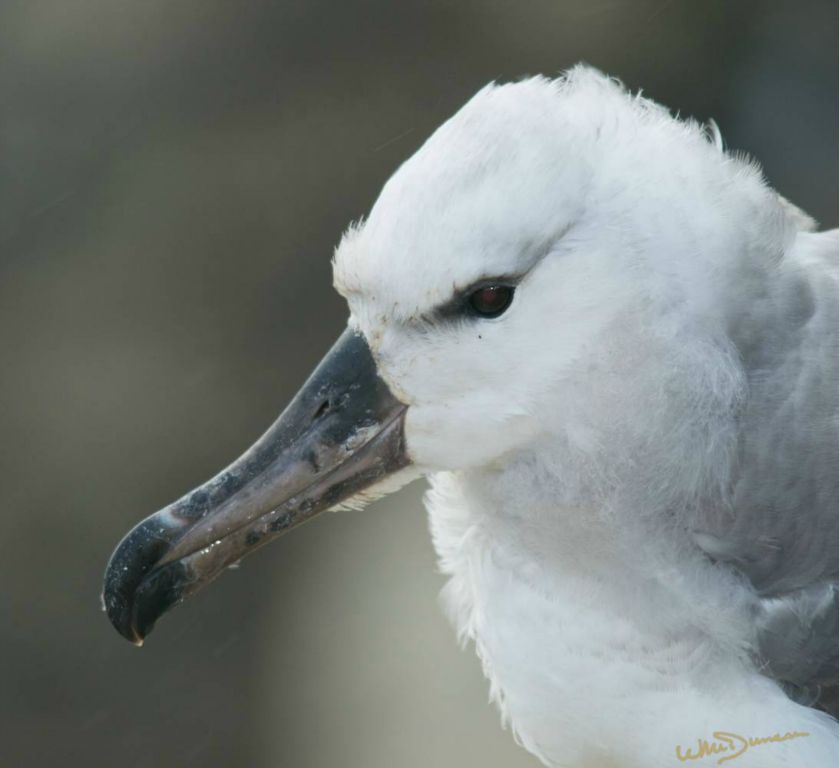 Juvenile sooty-browed albatross