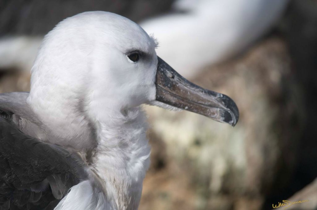 Another juvenile sooty browed albatross