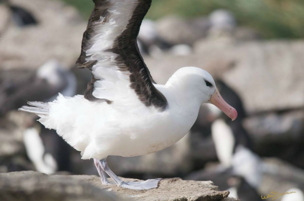 Sooty browed albatross nearly flight-worthy