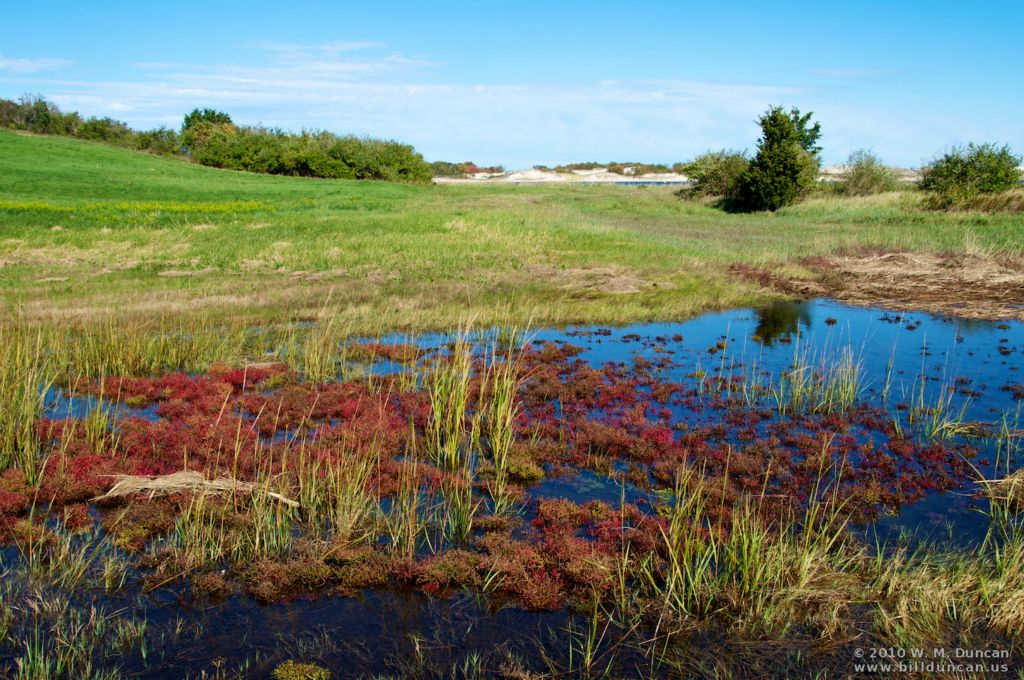Island bog