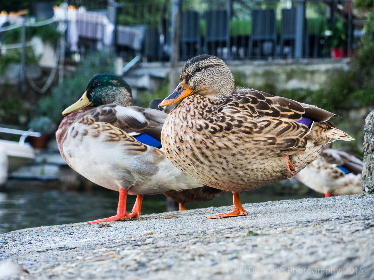 Ducks at the marina.