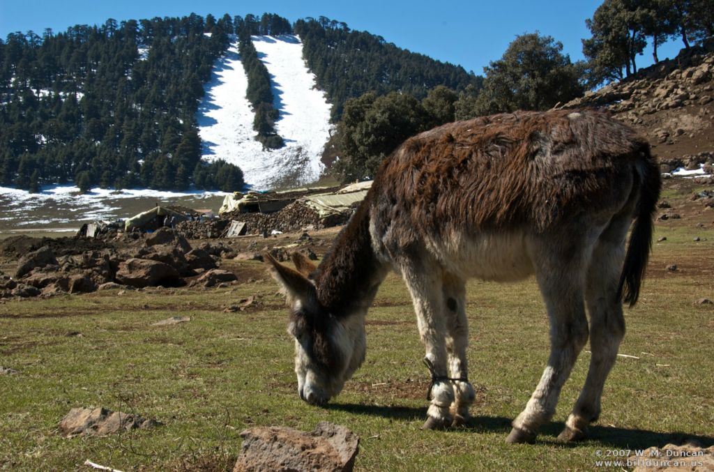 Nomadic homestead by ski area in Middle Atlas Mountains