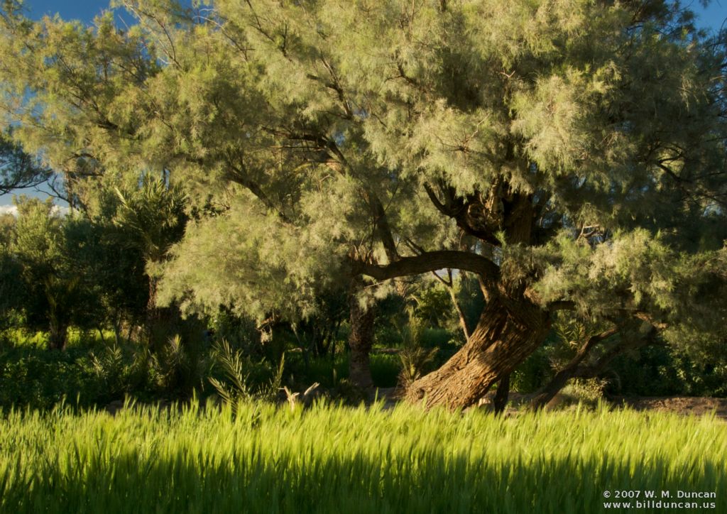 Oasis Tree