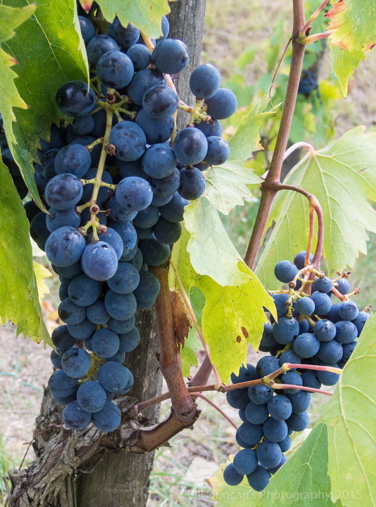 Wine on the vine