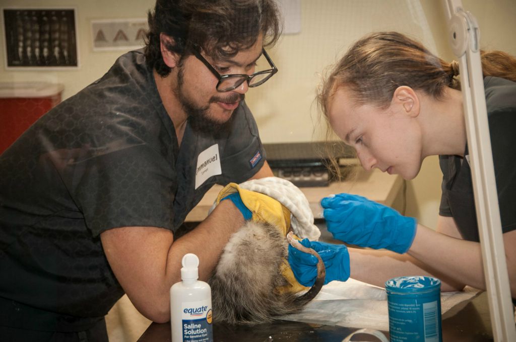 Nick Barnett and Neshya Ortega tend to an animal in the rehabilitation clinic.