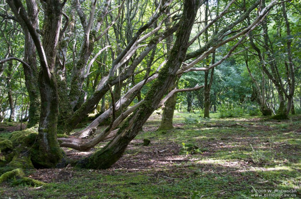 Grounds at Dunstaffnage Castle near Oban