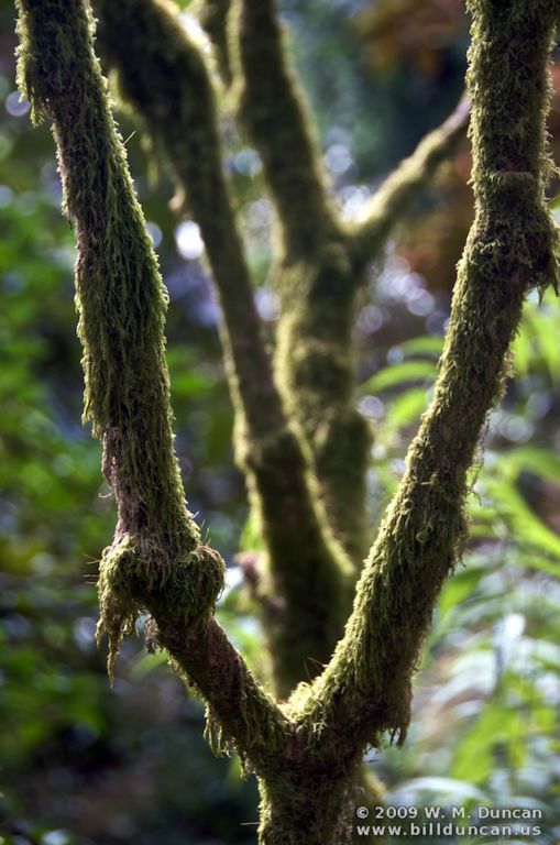 Arduaine Garden