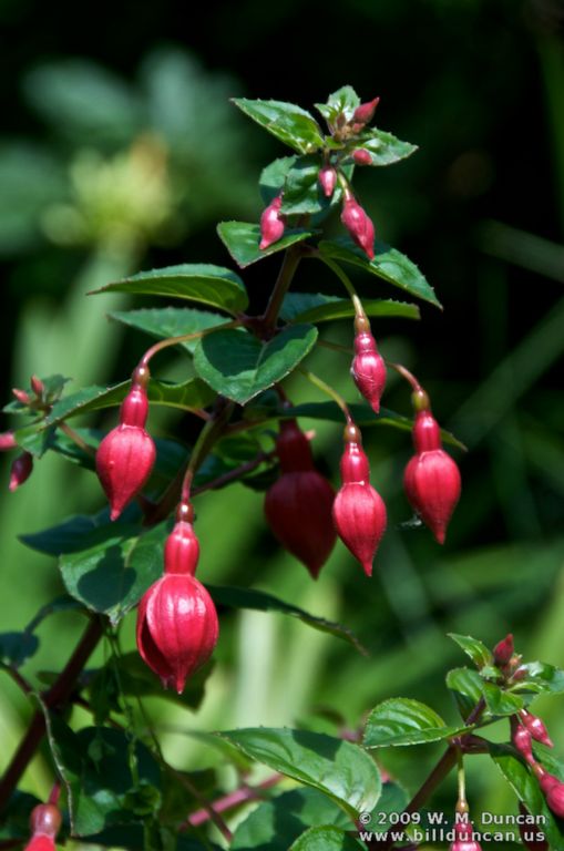 Arduaine Garden