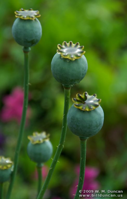 Poppies in Culross garden