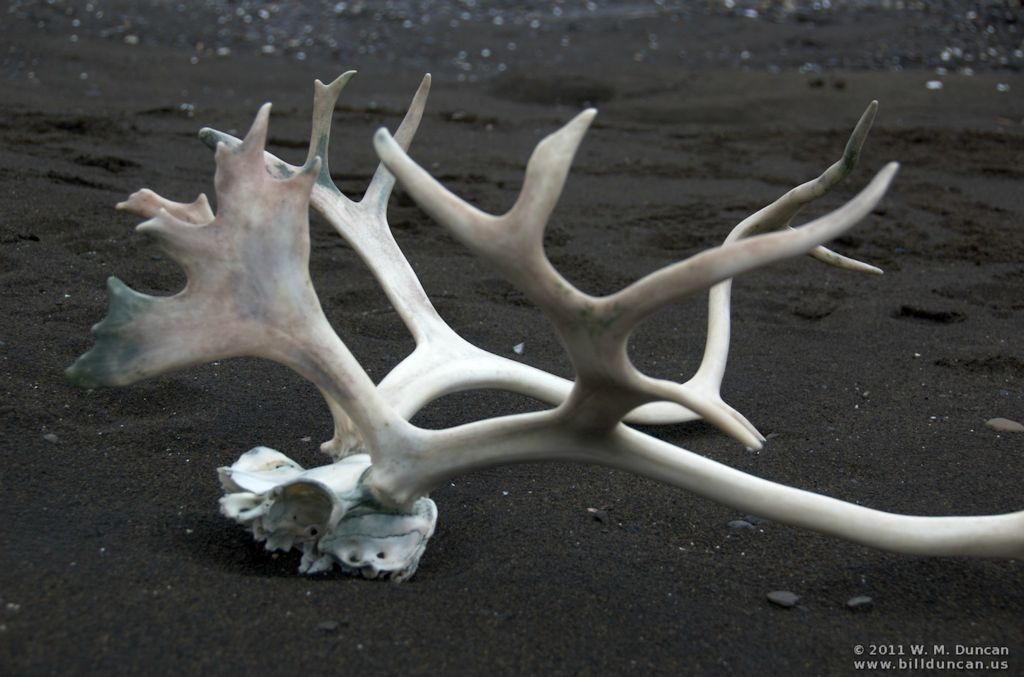 Reindeer Remains (Svalbard)
