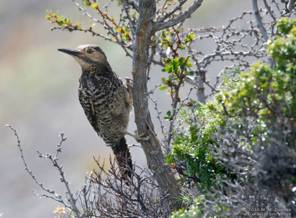 Chilean Flicker