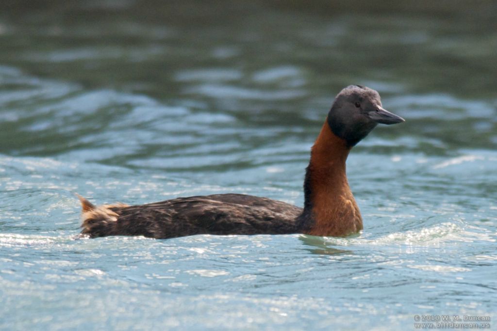 Grebe