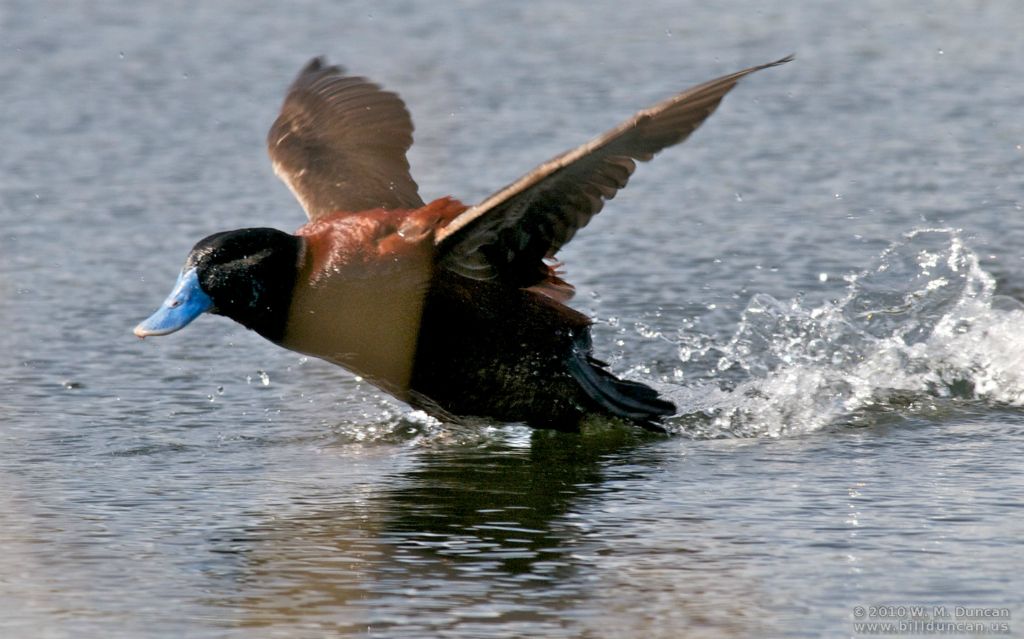 Ruddy Duck